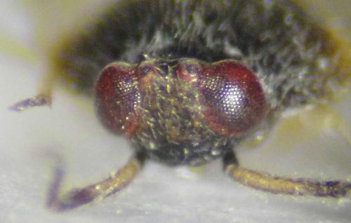 Isometopus mirificus